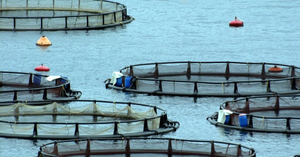 Circular fish farms in Greek waters, highlighting sustainable aquaculture practices.